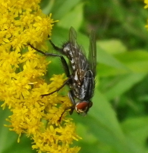 Mosca su fiore:  Sarcophaga sp.,  maschio